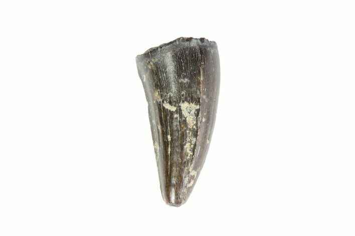 Cretaceous Crocodile Tooth - Hell Creek Formation #71204